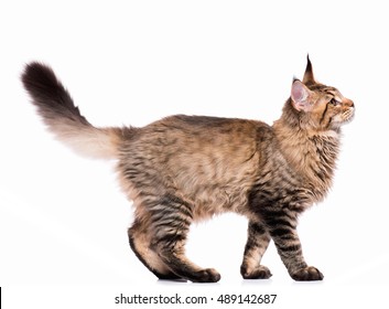 266,337 Cat Tail Images, Stock Photos & Vectors | Shutterstock