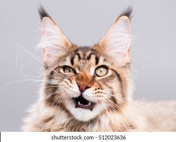 Portrait of domestic black tabby Maine Coon kitten - 5 months old. Cute striped kitty looking at camera. Beautiful young cat make funny face on grey background.