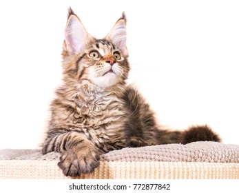 Cat Maine Coon Black Tabby Mackerel Collection De Photos Et D Images De Stock De Denisnata Shutterstock