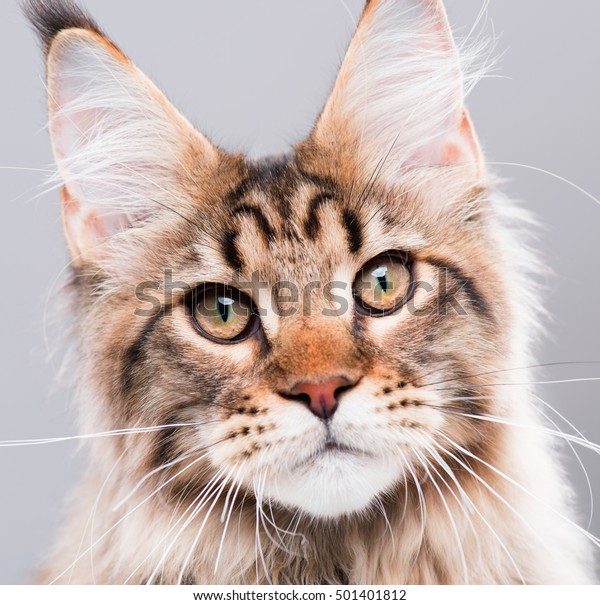 black maine coon tabby mix