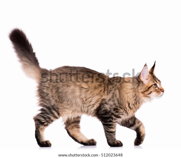 国内の黒いタビー メイン クーンの子猫のポートレート 5ヶ月 白い背景にかわいい若い猫 奇妙な若い縞模様の子猫が歩いているのが見える の写真素材 今すぐ編集