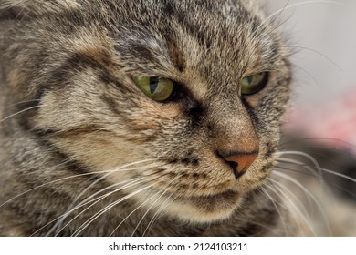 Portrait Of A Domestic Cat With Green Eyes And A Sly Look