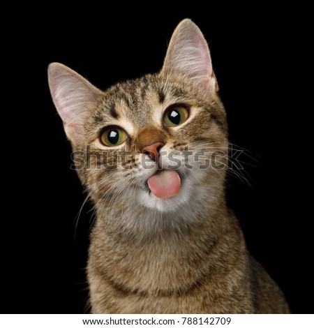 Portrait of Domestic Cat, Licked screen on isolated Black Background, front view