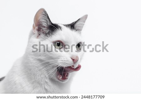 Portrait of a domestic cat showing its teeth and tongue