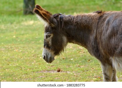 Portrait Of A Domestic Donkey (Equus Asinus).