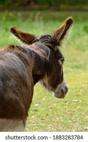 Portrait Of A Domestic Donkey (Equus Asinus).