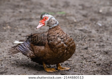 portrait of a domestic  dumb duck with Red beak  in a hen house, in the pen for chickens in the village, old brown muscovy duck with red nasal corals on a farm at a cloudy day in spring.