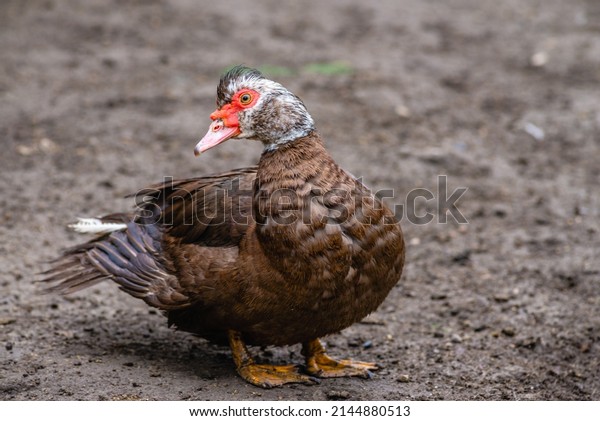 portrait of a\
domestic  dumb duck with Red beak  in a hen house, in the pen for\
chickens in the village, old brown muscovy duck with red nasal\
corals on a farm at a cloudy day in\
spring.