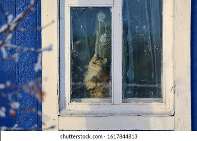 Portrait Of Domestic Funny Cute Mottled Mongrel Kitten Sitting Behind The Tulle On Window Sill Of Village Cabin With Old Wooden Frames And Looking Outside. Outside View