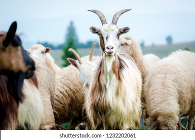 portrait of domestic goat