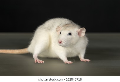 Male Hairless Rat Dumbo Sphynx Breed Stock Photo 32277025 | Shutterstock