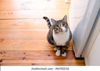 portrait of domestic tabby cat on floor