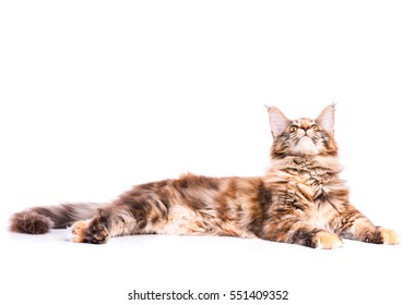 Portrait of domestic tortoiseshell Maine Coon kitten. Fluffy kitty isolated on white background. Adorable curious young cat lying down and looking up.