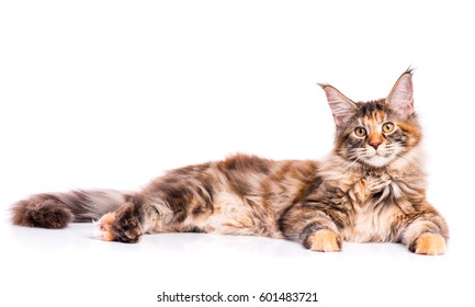 Portrait of domestic tortoiseshell Maine Coon kitten. Fluffy kitty isolated on white background. Adorable curious young cat lying down and looking at camera. - Powered by Shutterstock