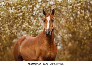 Russian Horses Images, Stock Photos & Vectors - Shutterstock