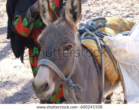 Portrait of donkey carrying stuff in a desert. A bedouin woman standing near.