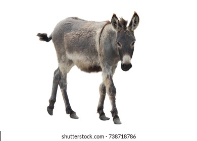 Portrait donkey isolated a on white background