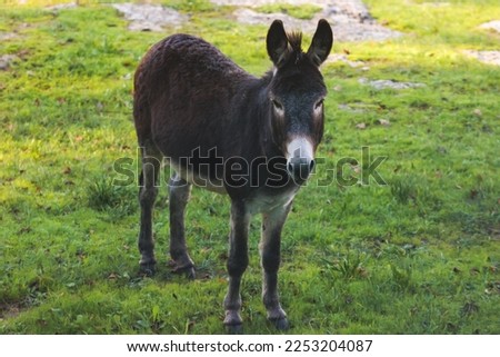 Portrait of a Donkey on a farm, a herd drove group of beautiful adult and baby Donkeys pasturing and eating hay in a countryside of Corfu island, Kerkyra, Greece, Ionian sea, a summer sunny day