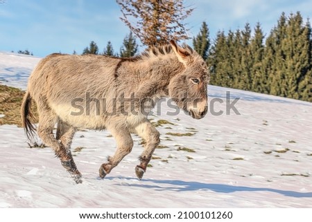 Portrait of a donkey running on a winter pasture