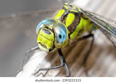 Сlose-up portrait of a dragonfly with big eyes.

