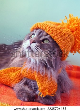 Portrait of a dressed up funny cat in a yellow knitted hat and scarf is looking up. Breed Maine Coon Tabby Gray. 
