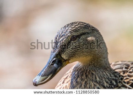 Similar – Small duckling in the grass