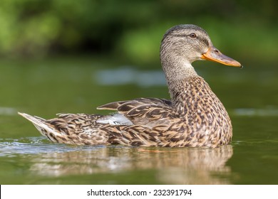 Portrait of a duck with reflection in green water