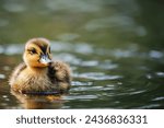 Portrait of a duckling near the river bank. A young, cute duckling swims in the water. Close-up