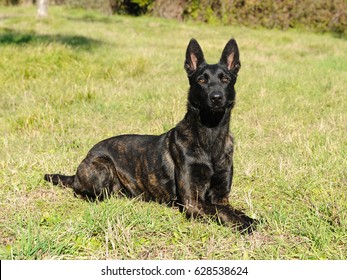 Portrait of Dutch Shepherd Dog in outdoors.