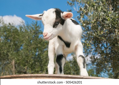 Portrait Of Dwarf Goat