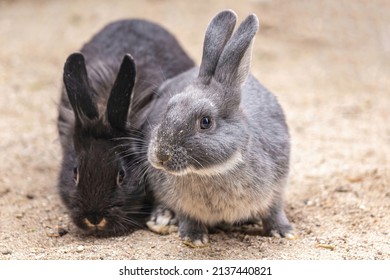 Portrait Of A Dwarf Rabbit In An Enclosure