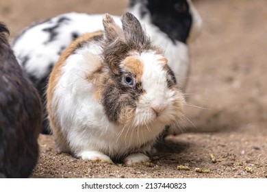 Portrait Of A Dwarf Rabbit In An Enclosure