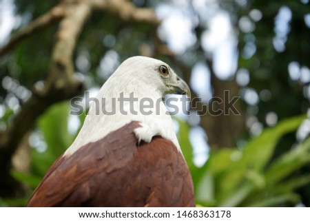 portrait of a eagle with blur background
