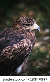 Portrait of the eagle, blurry background