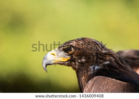 portrait of an eagle hunting