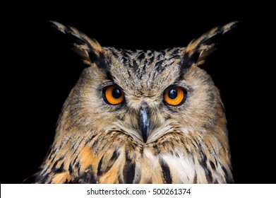 Portrait Of Eagle Owl On Black Background