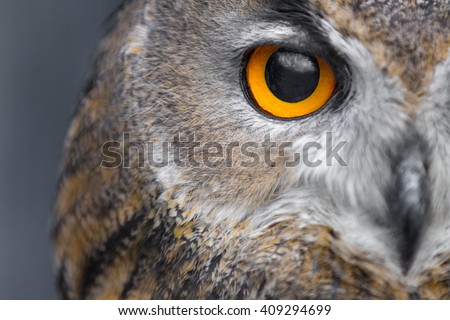 portrait of eagle owl with piercing yellow eyes