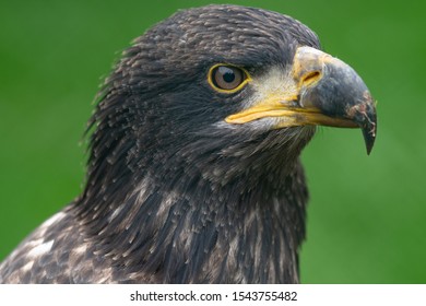 Black Eagle Photos 91983 Black Stock Image Results