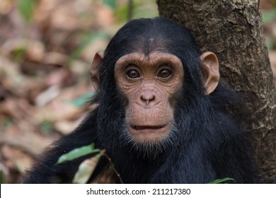 Portrait Of Eastern Chimpanzee Infant In Natural Habitat