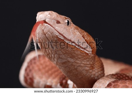 A portrait of an Eastern Copperhead using its forked tongue to sense its surroundings

