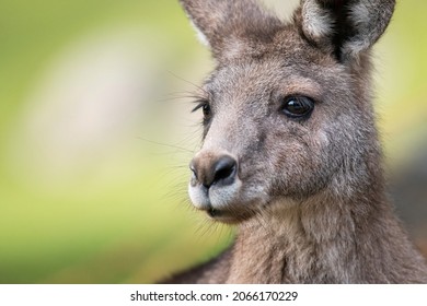 Portrait of eastern grey kangaroo (Macropus giganteus). Large marsupial living in Eastern Australia. Beautiful black eyes, gray fluffy fur. Green sunny diffused background. Cute large mammal. 