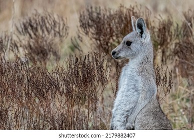 A Portrait Of An Eastern Grey Kangaroo In Profile