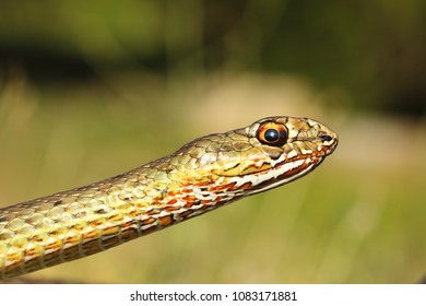 49 Eastern montpellier snake Images, Stock Photos & Vectors | Shutterstock