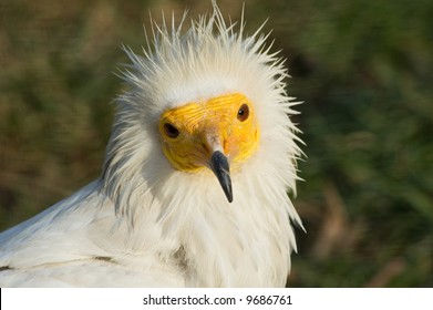 Aasvogel Images, Stock Photos & Vectors | Shutterstock