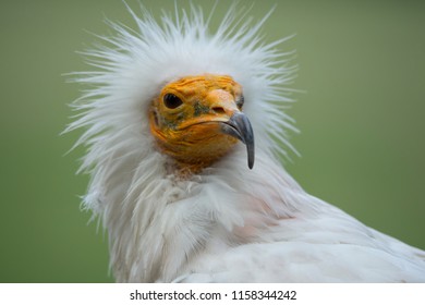 416 Funny vulture Stock Photos, Images & Photography | Shutterstock