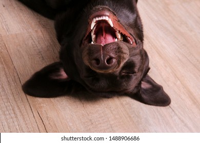 Portrait Of Eighteen Months Old Chocolate Labrador Retriever Being Silly On Wood Texture Floor. Happy And Funny Brown Dog Playing At Home. Close Up, Copy Space.