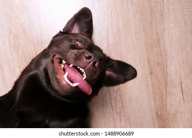 Portrait Of Eighteen Months Old Chocolate Labrador Retriever Being Silly On Wood Texture Floor. Happy And Funny Brown Dog Playing At Home. Close Up, Copy Space.