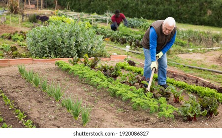 Portrait of elderly amateur gardener taking care of vegetables in kitchen garden, weeding with hoe..