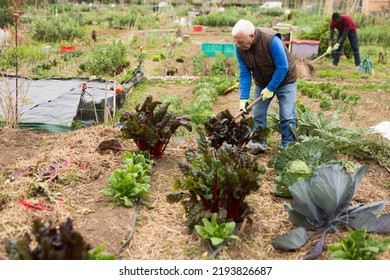 Portrait Elderly Amateur Gardener Taking Care Stock Photo 2193826687 ...