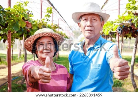 Portrait of an elderly Asian couple showing thumbs up standing in a grape farm. Modern farmer concept organic grape farming. organic food